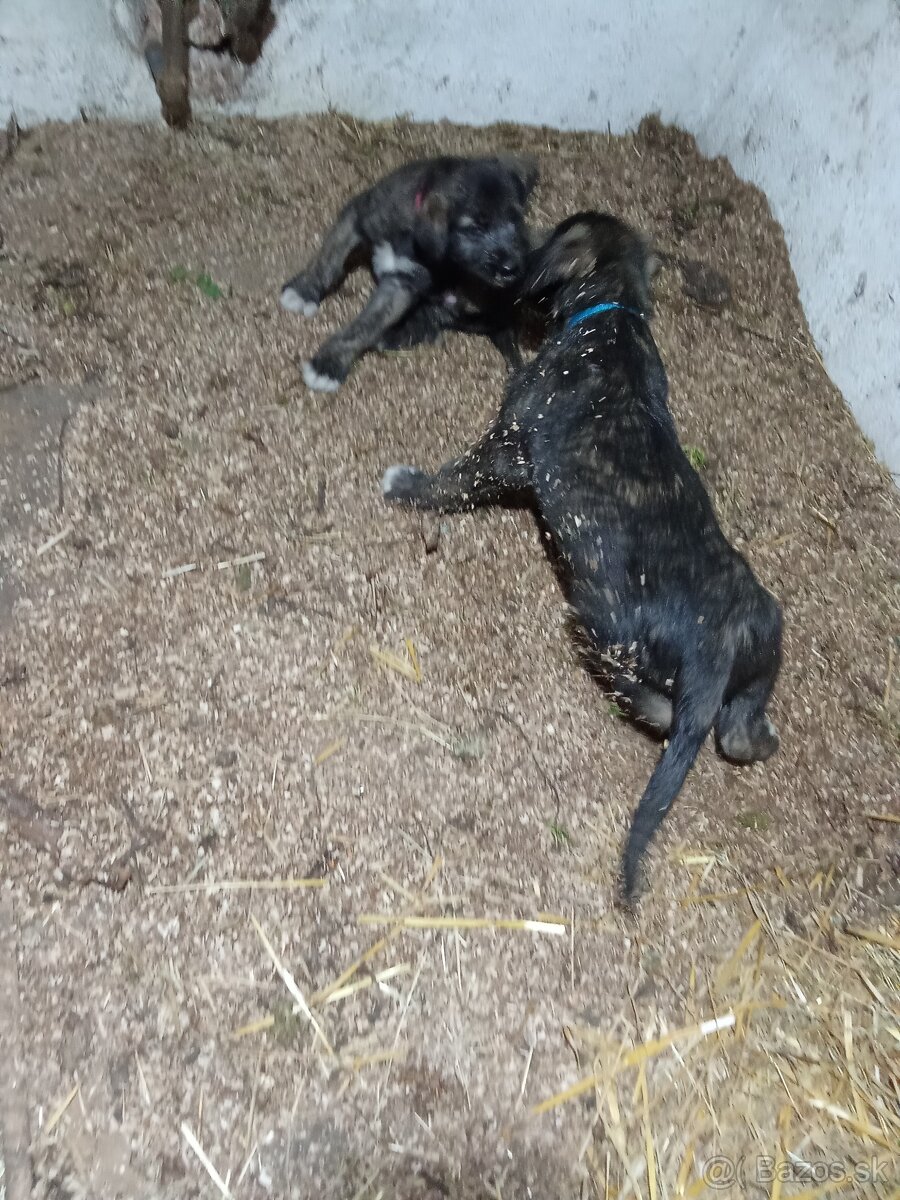 Predám írsky vlkodav - 7