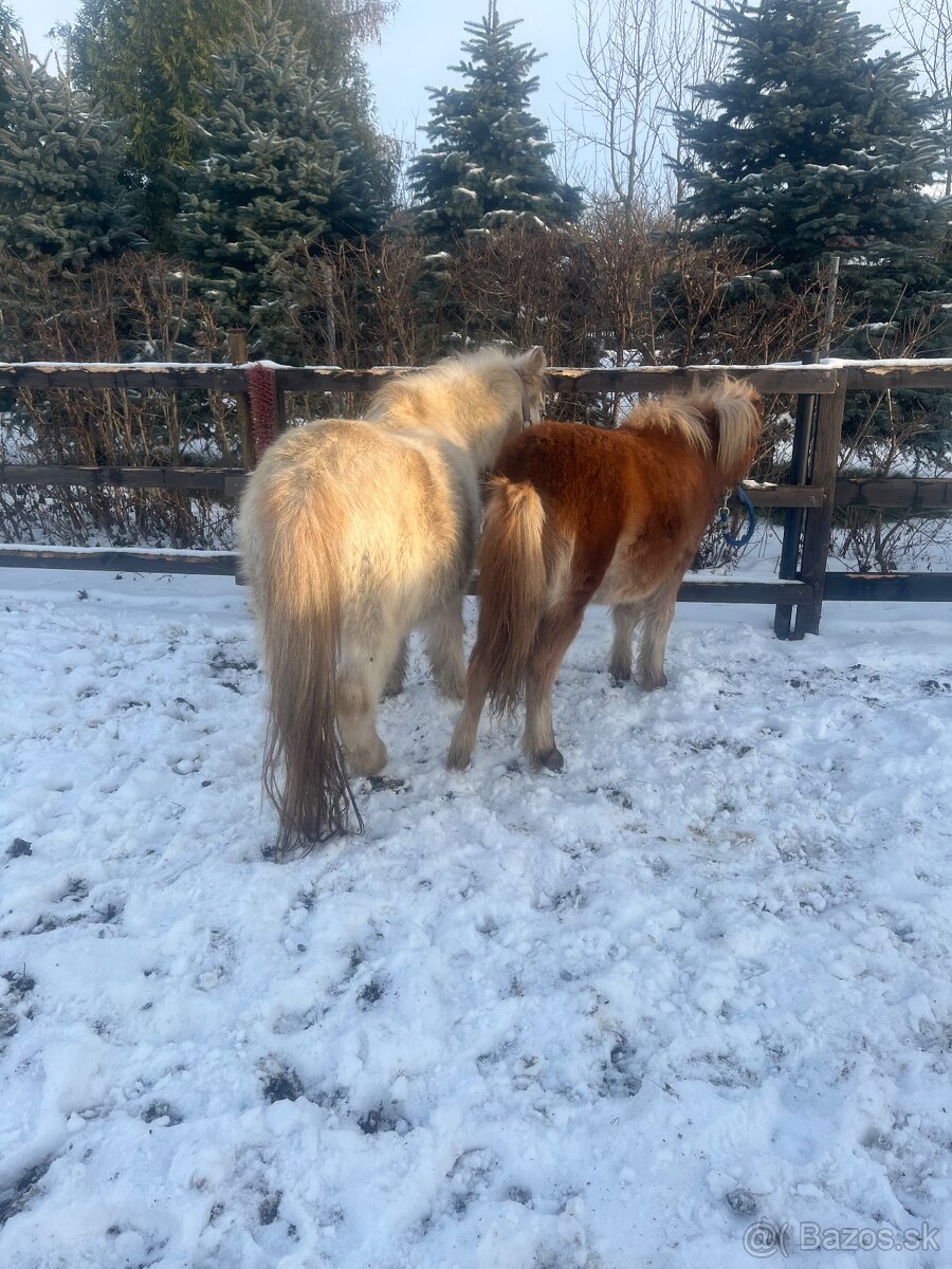 Kobylka s hříbátkem - 7