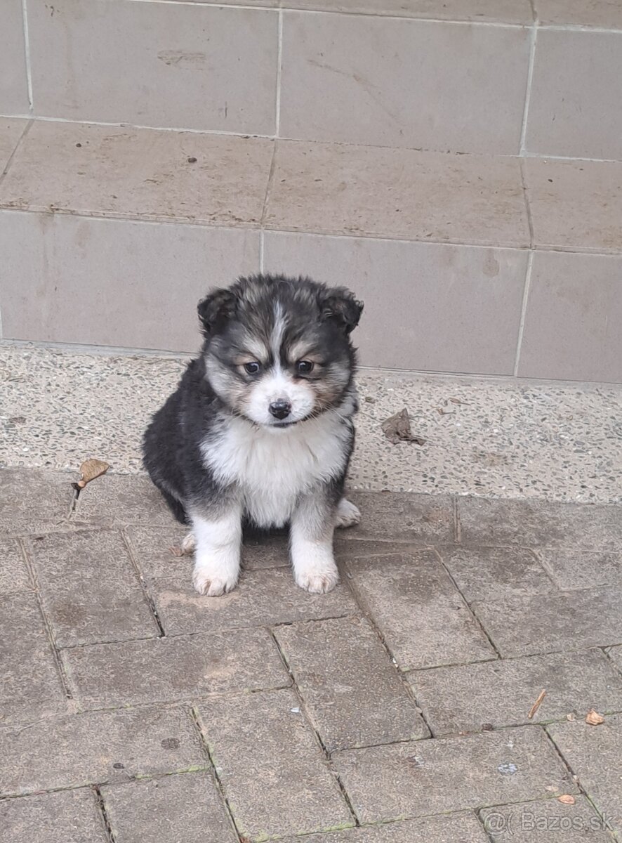 Darujem hrave šteniatka - 7