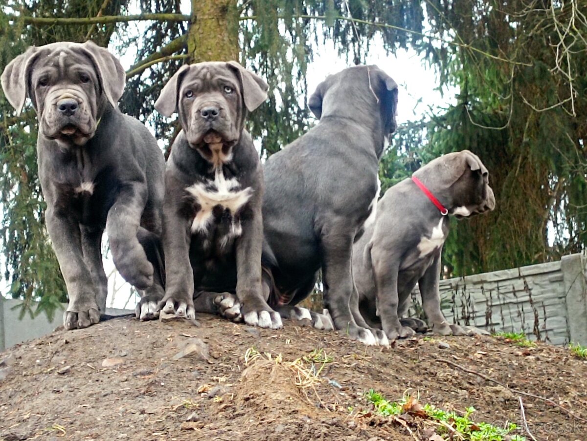 Cane Corso - 7