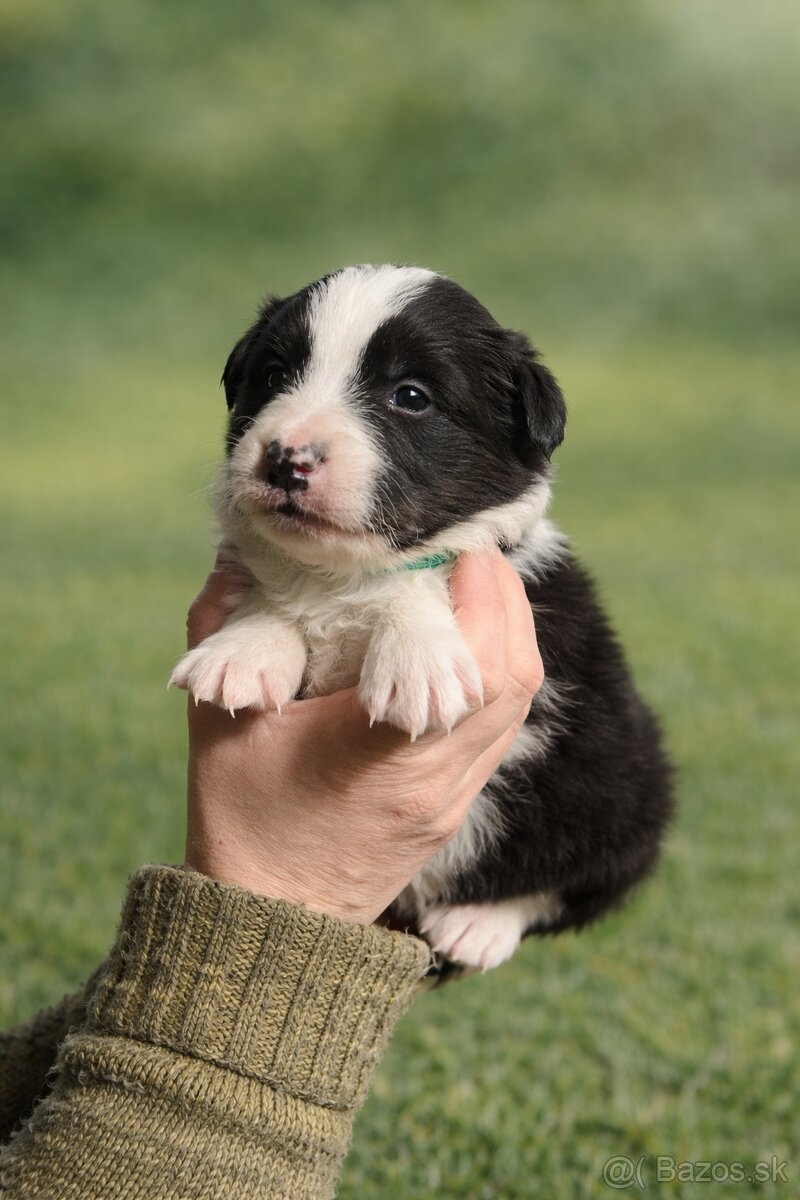 Šteniatka Border kolia - 7