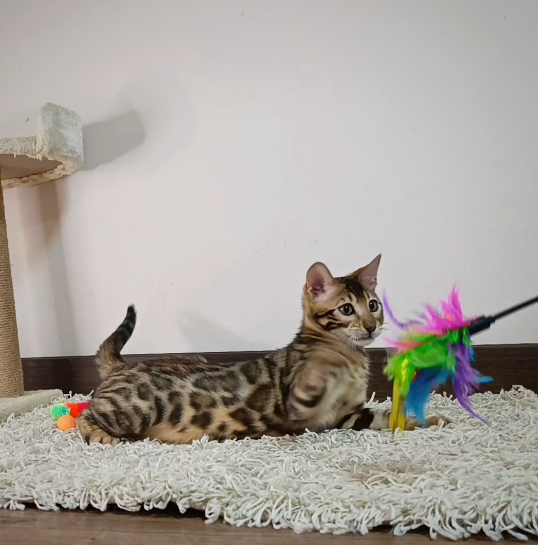 Bengálska mačka na predaj - 7