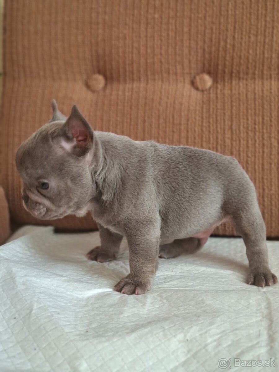 Francúzsky buldoček modrý( lilac) - 7