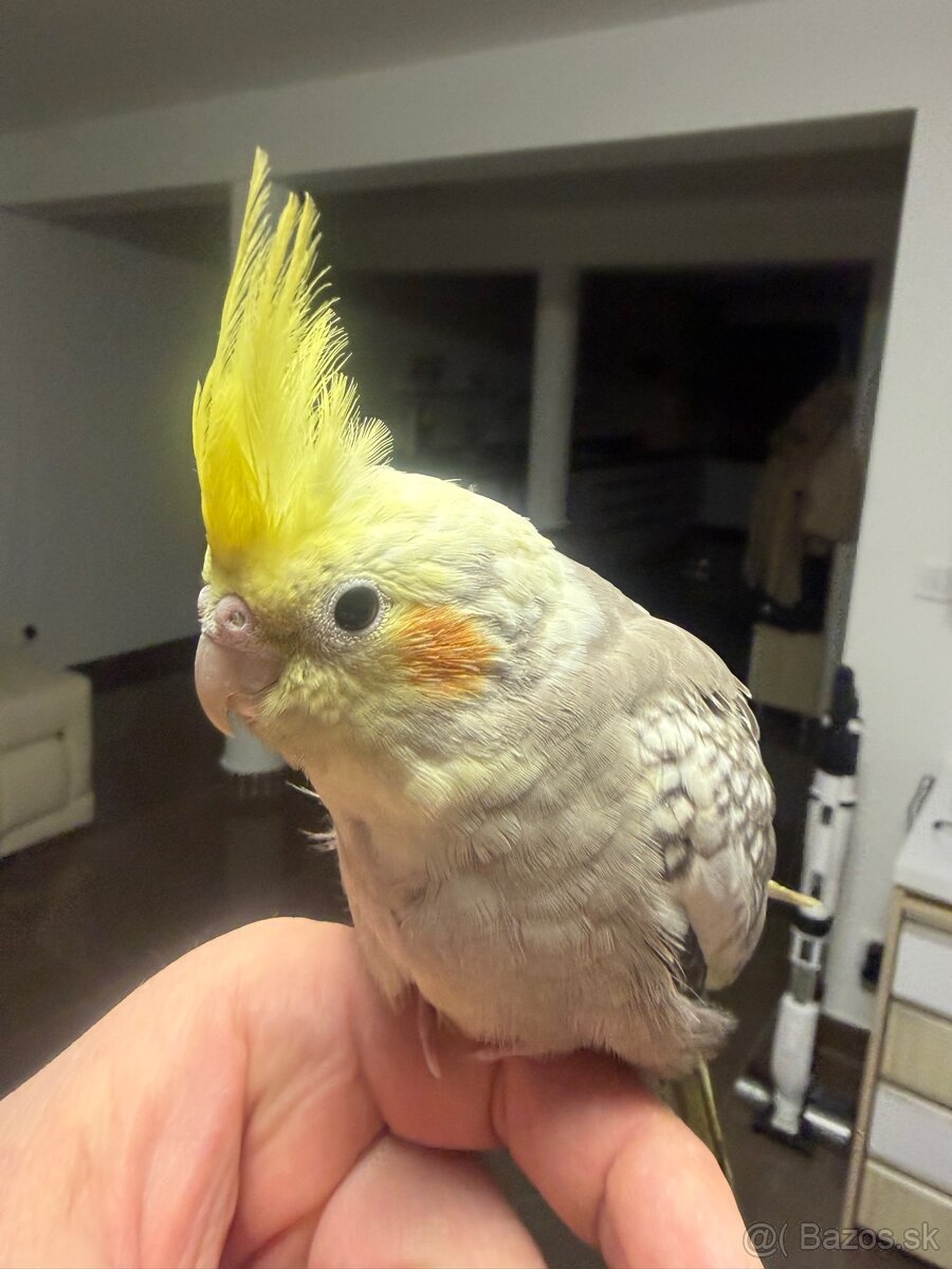 Korela Maznačik krotká - 7