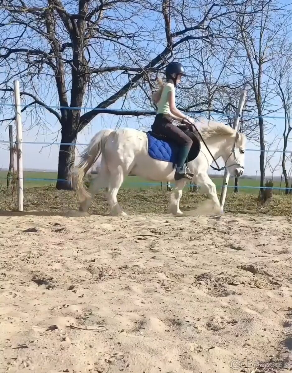 Poník na prenájom - 7