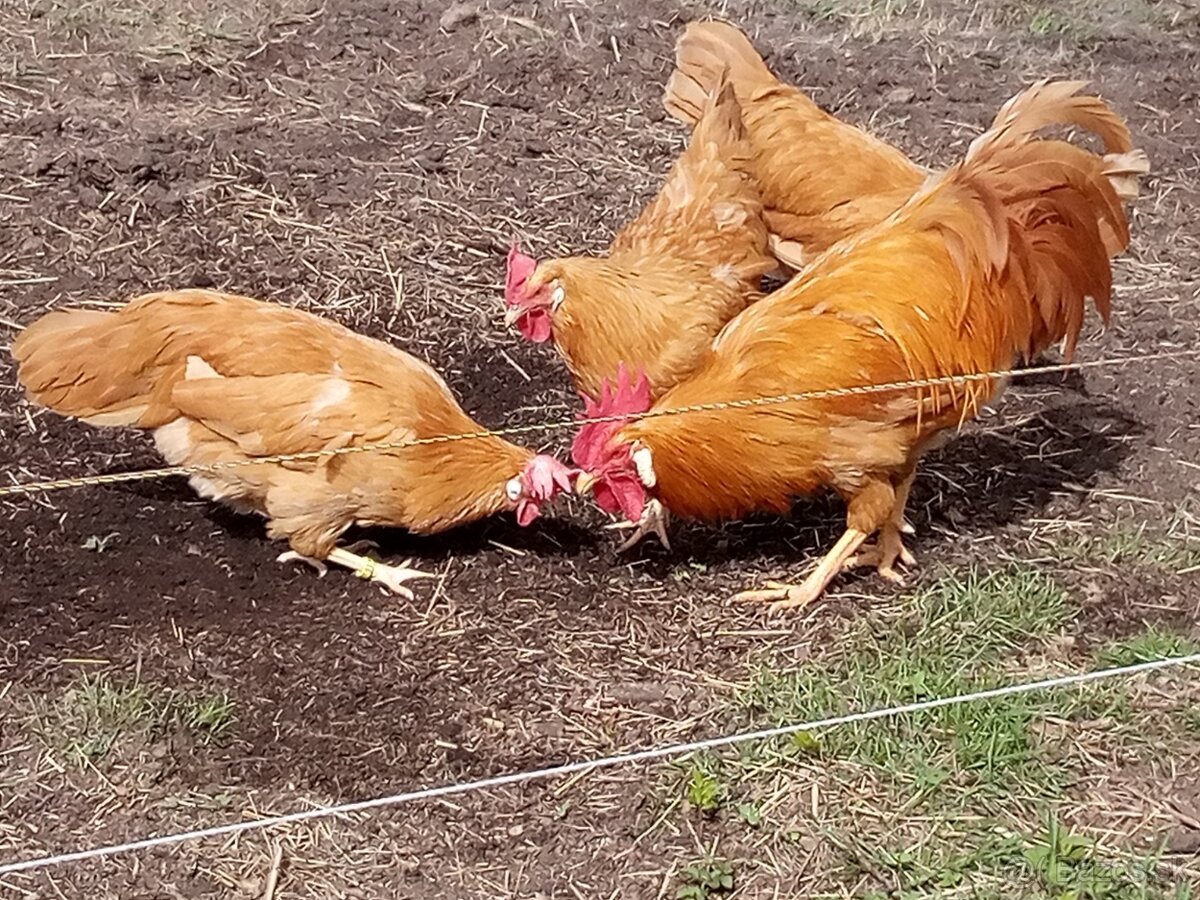 Vlašky žlté NV - 7