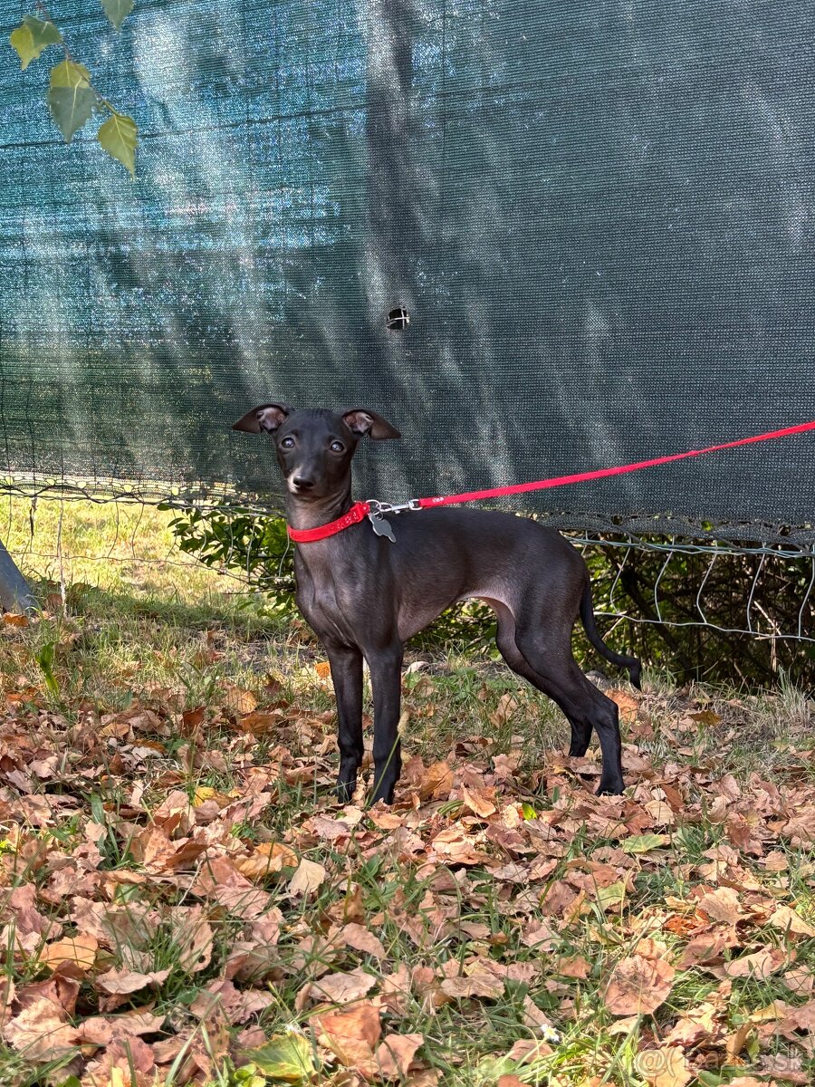 Sučka taliansky chrtik ihned k odberu - 7