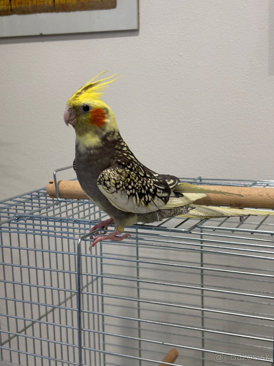 Rucne dormena korela. - 7