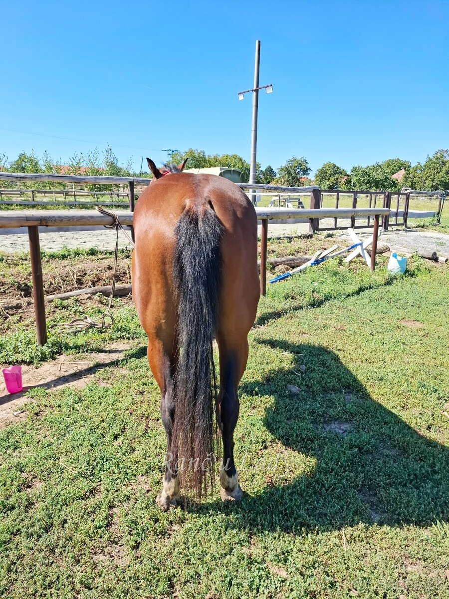 Predám 3/4 qh kobylku - 7