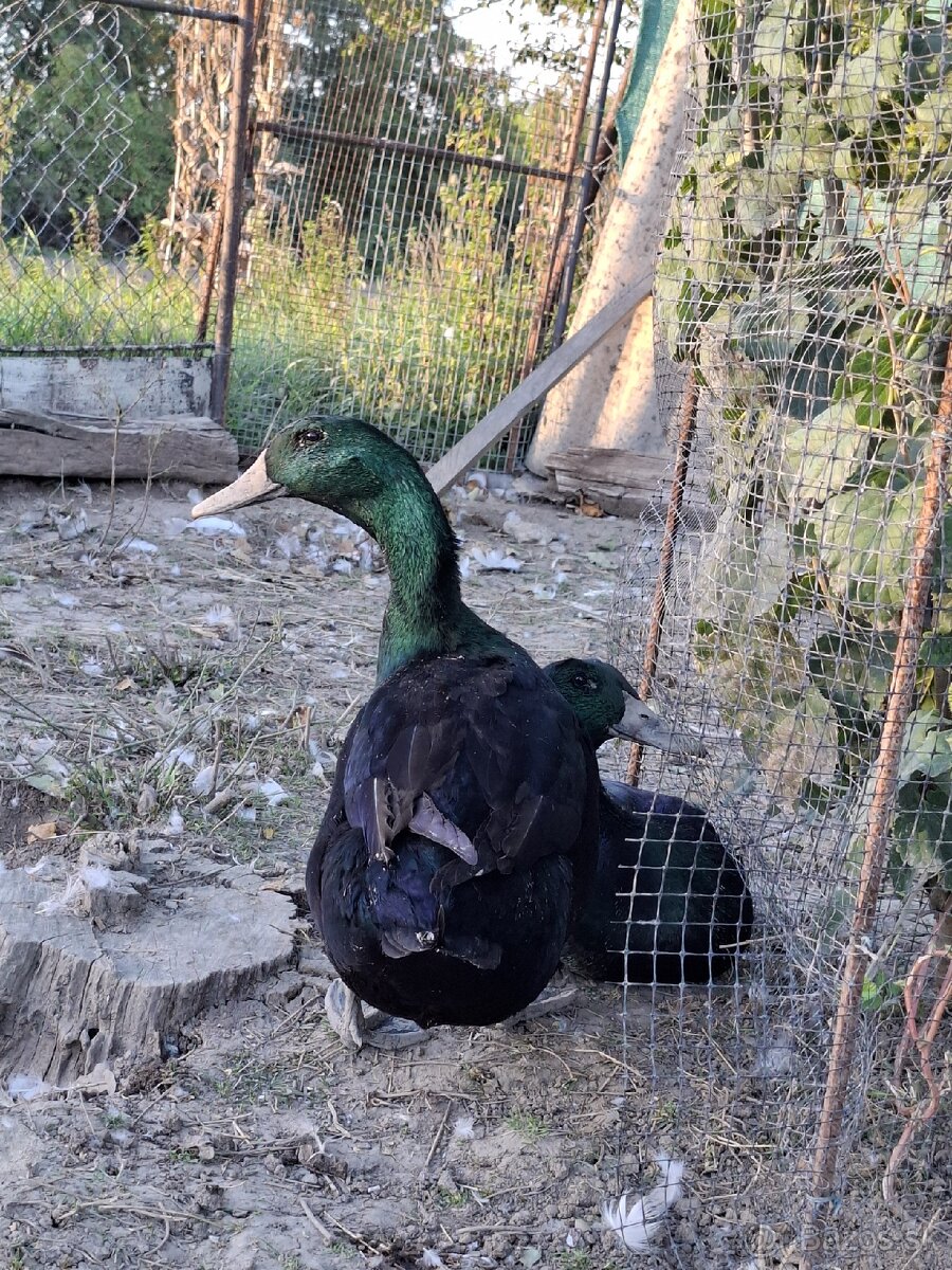 Kajuga káčer výmena alebo predaj - 7