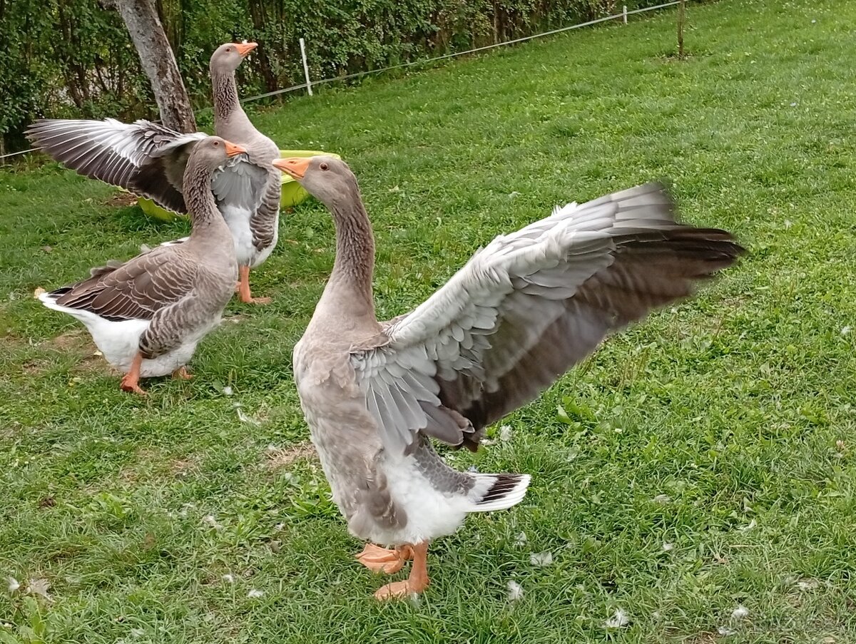 Predám sliepky, kohúta, kačicu,husy .. - 7