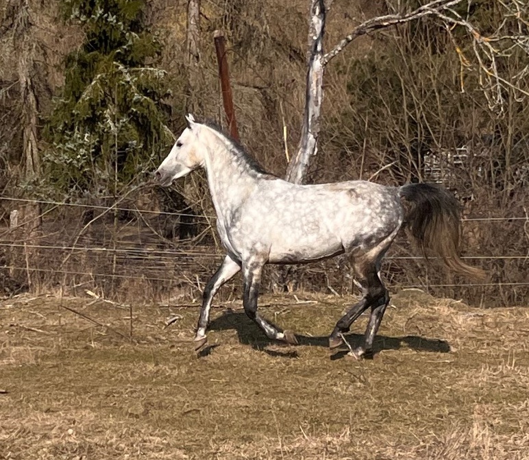 Pripúšťanie Shagya arab - 7