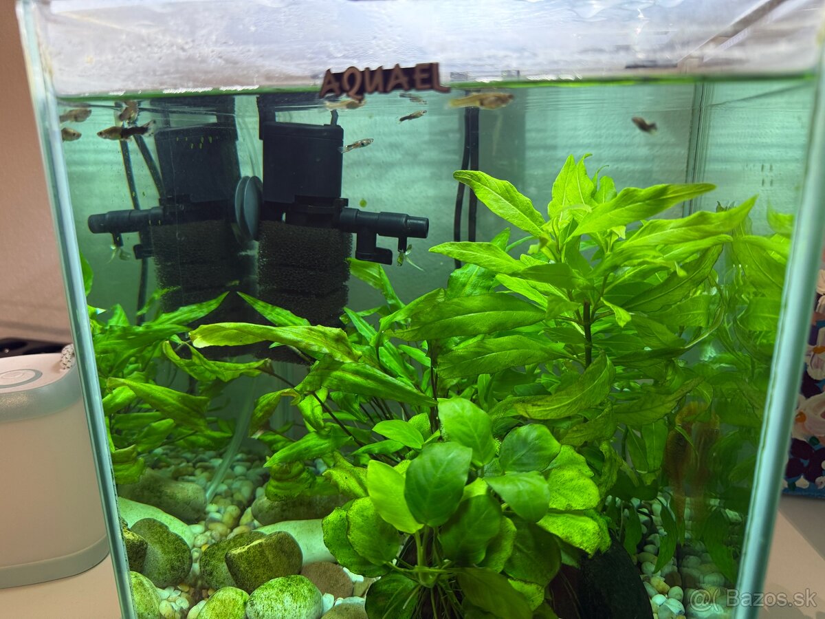 Aquarium-zabehnuté - 7