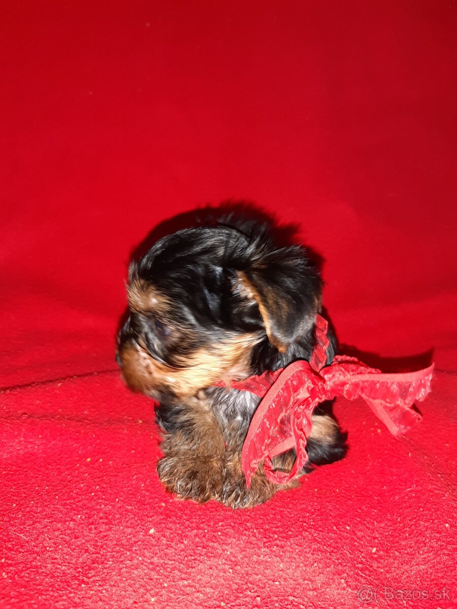 Yorkshire terrier s preukazom povodu (rodokmen) - 7