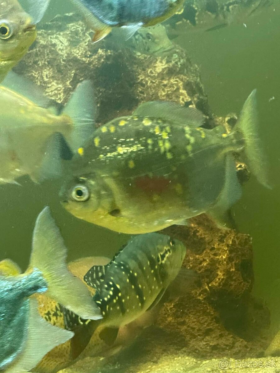 Americké cichlidy , velké Tetry - 7