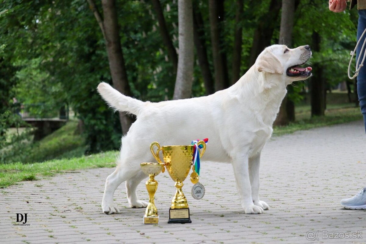 Labrador s rodokmeňom pôvodu - 7