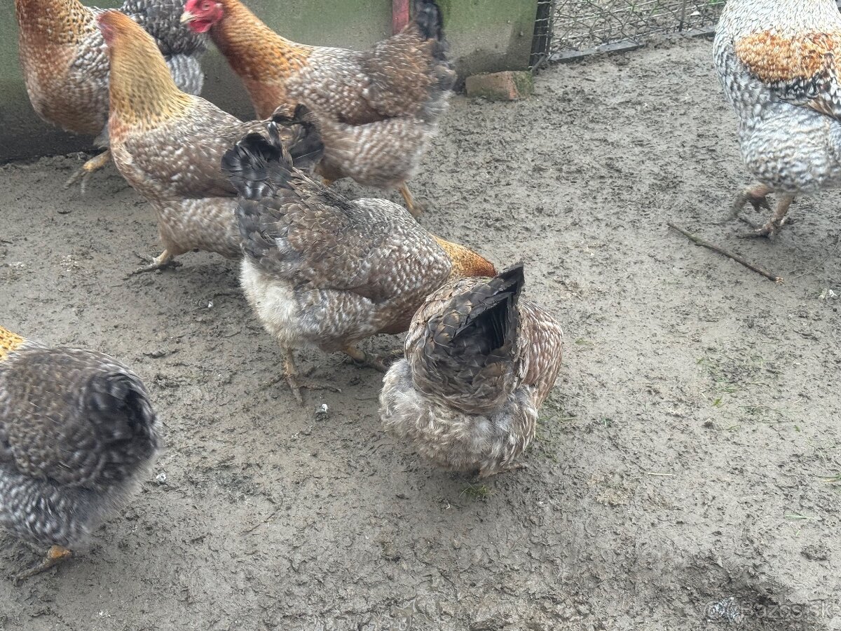 Predám nasadove vajíčka oravka rodobarva - 7