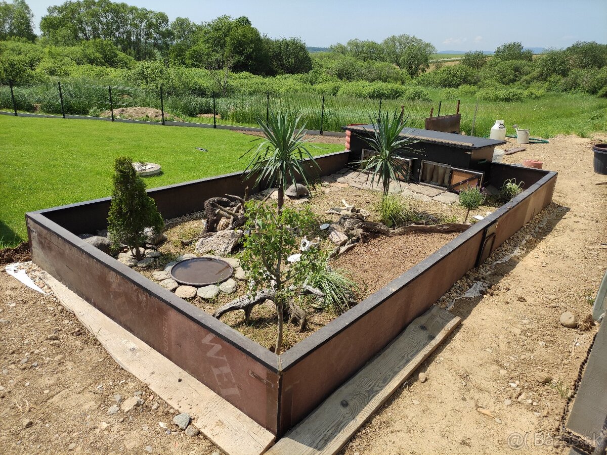 Suchozemská korytnačka-môj odchov 2025 - 7