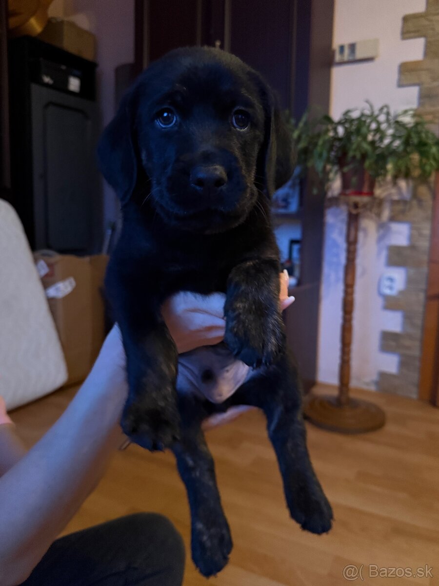 Šteniatka LABRADORA - 7