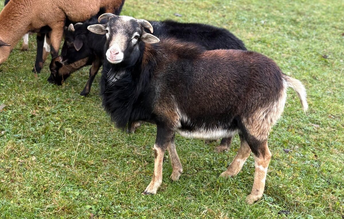 Kamerúnska ovca - 7