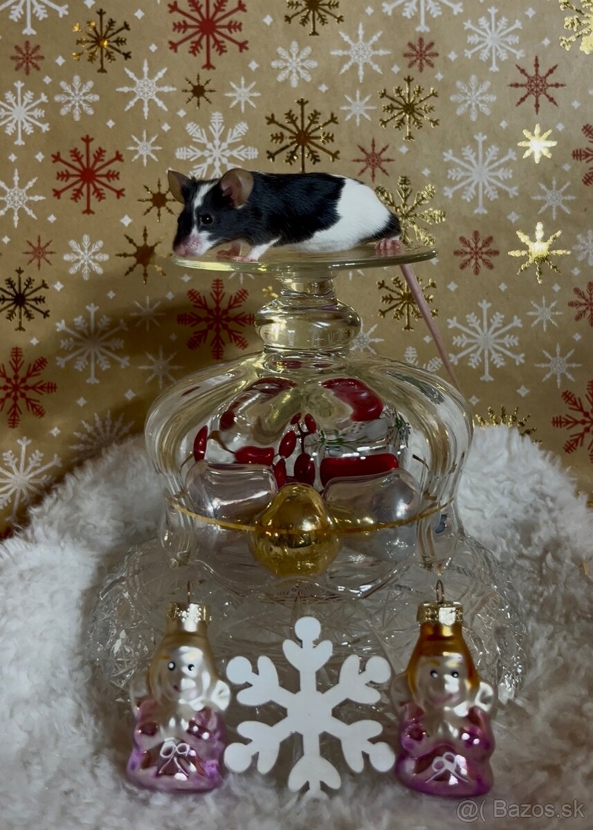 Myš von Austerlitz - samice - 7