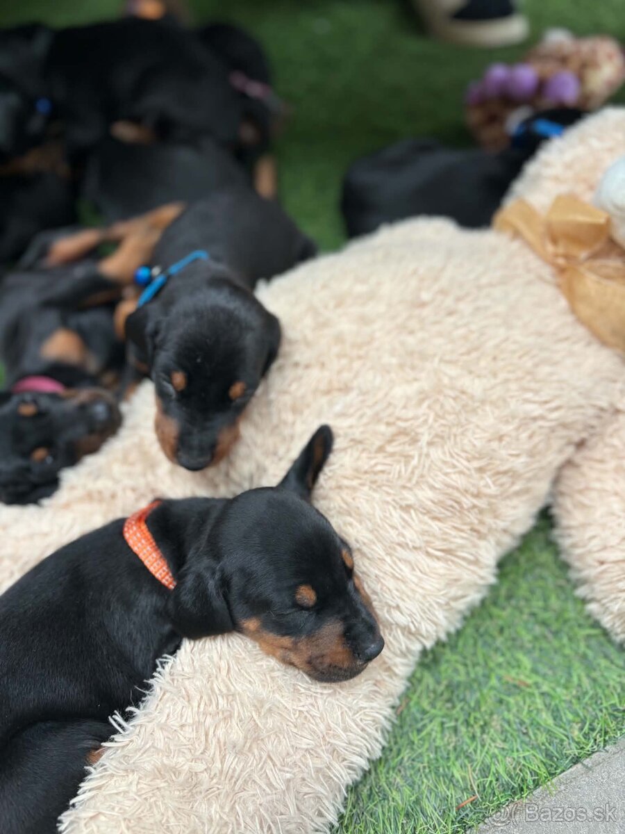 Šteniatka dobermana - 7