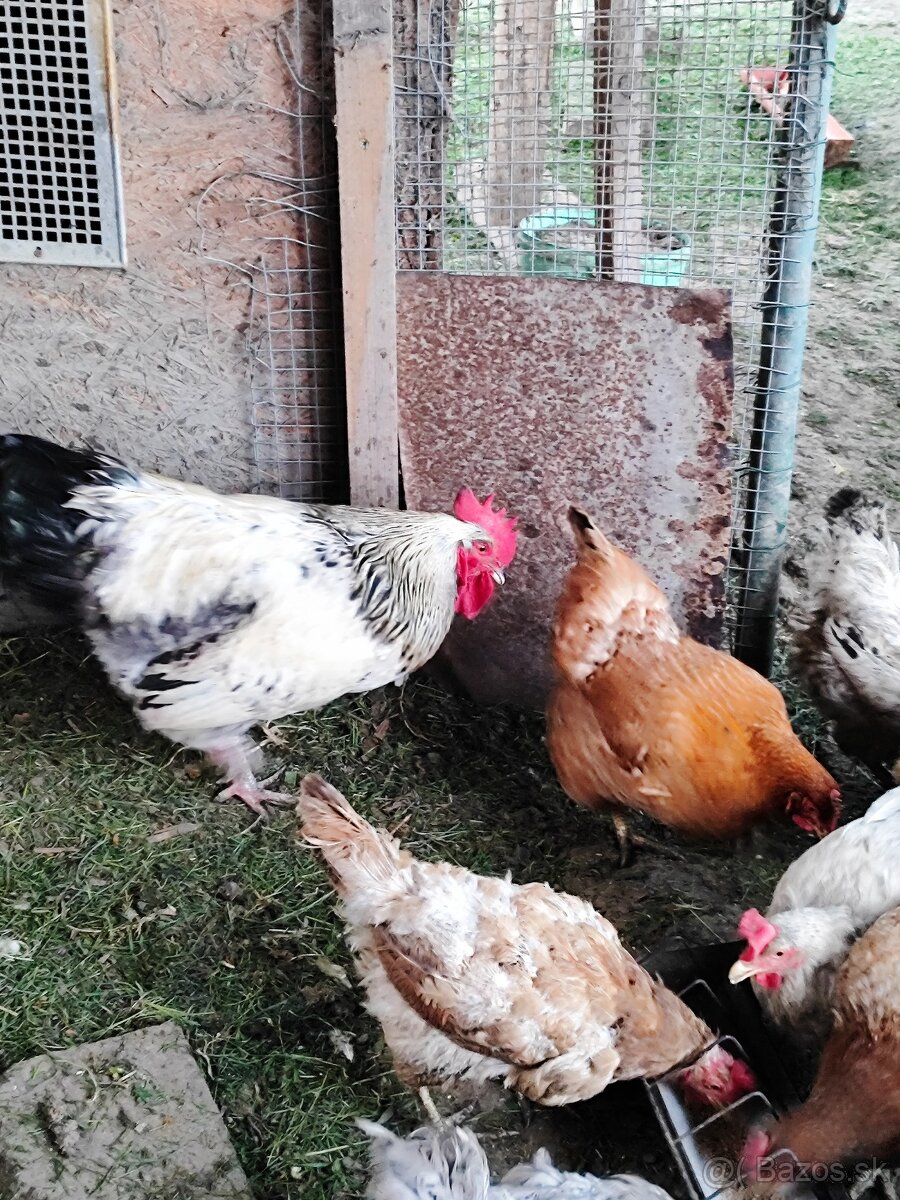 Predám kohúty - 7
