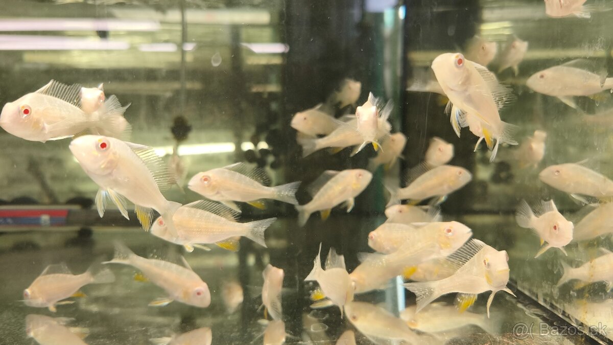 Akara Heckelli albino ,Heckeli - 7