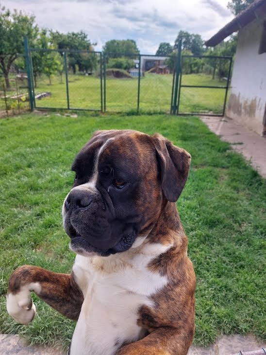 Nemecký boxer Capa Negro na krytie - 7