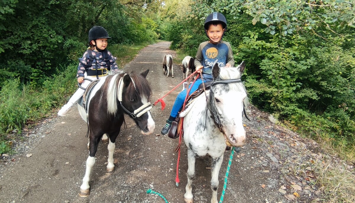 Predám žrebčeka Shetland - 7