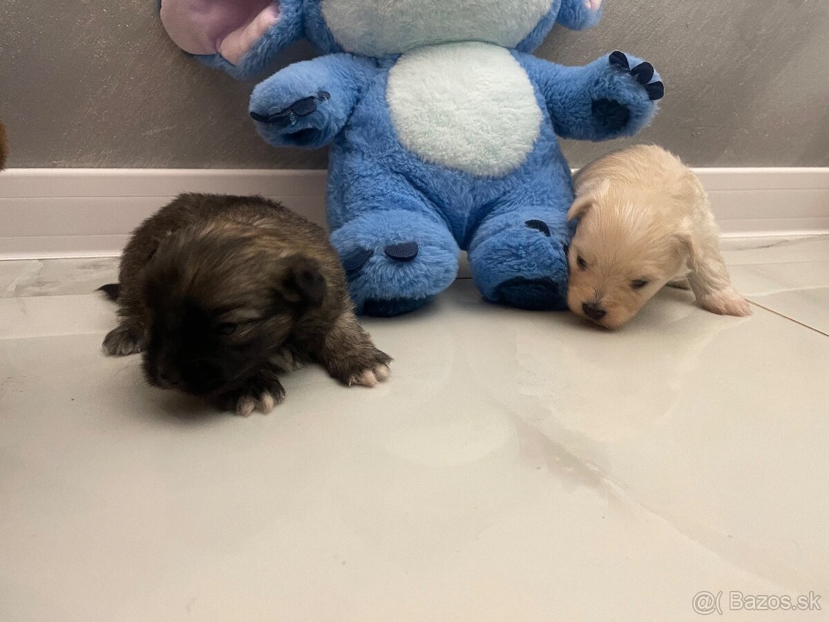 Šteniatka maltipoo - 7