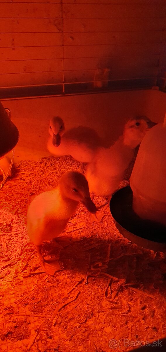 Indické bežce, indický bežec , kačka, kačky - 7