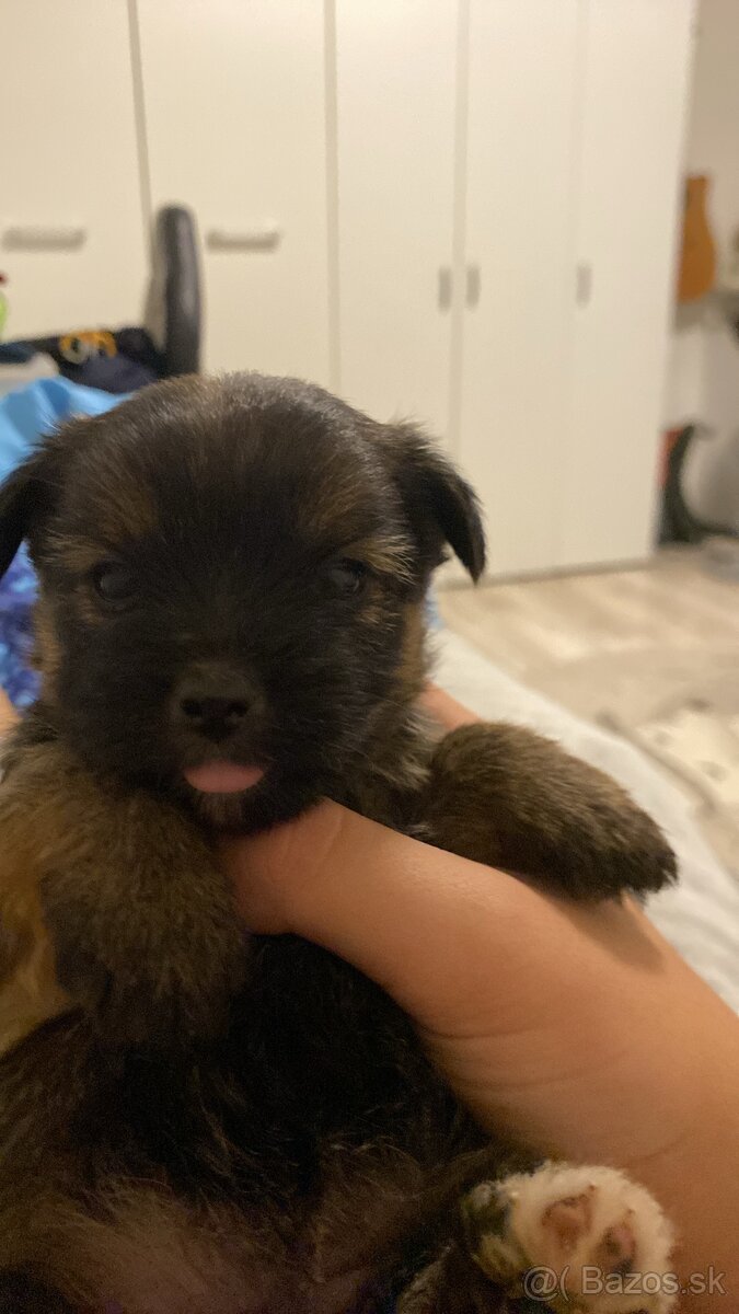 Predám šteniatka Yorkšira - 7