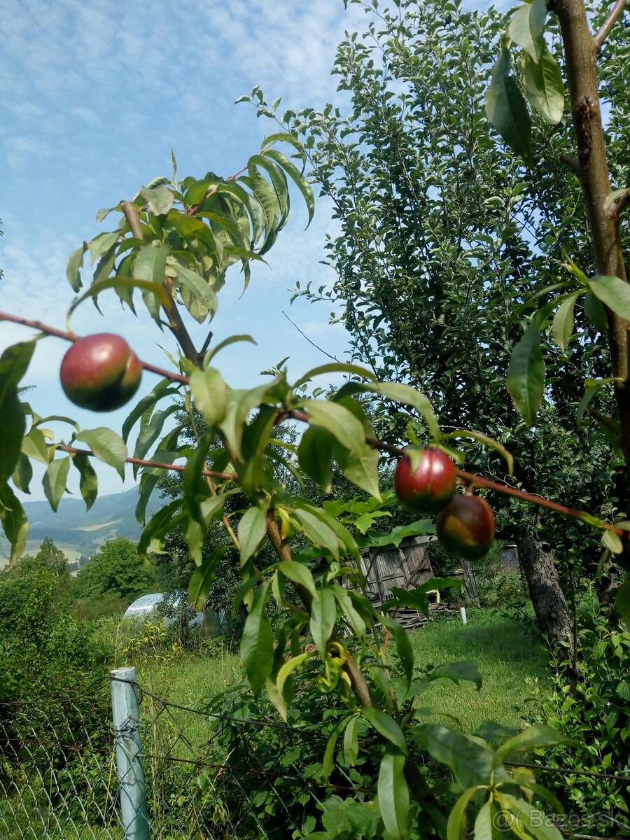 Ponukam brigadu do zahrady - 7