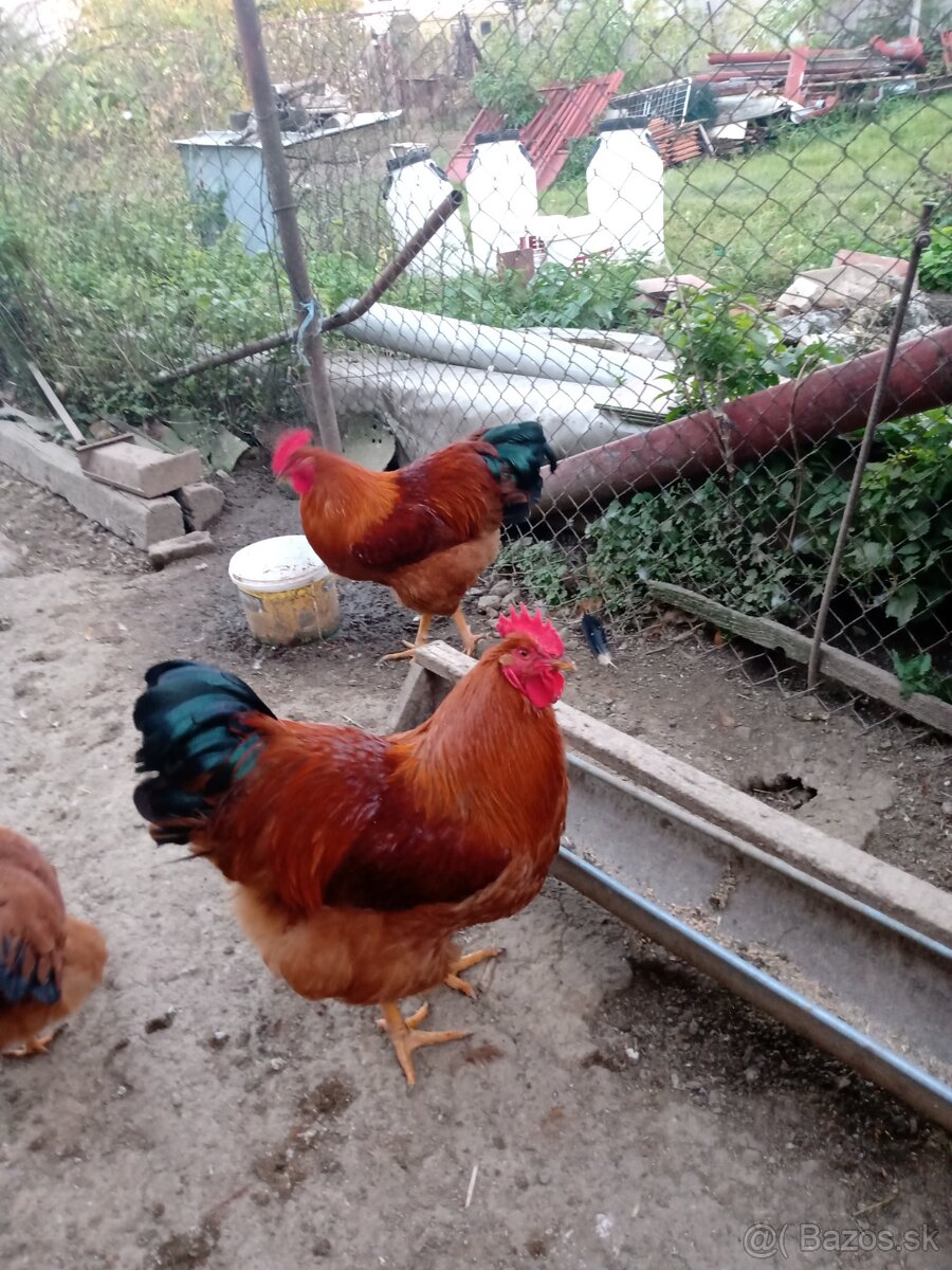 Hempšír kuriatka - 7