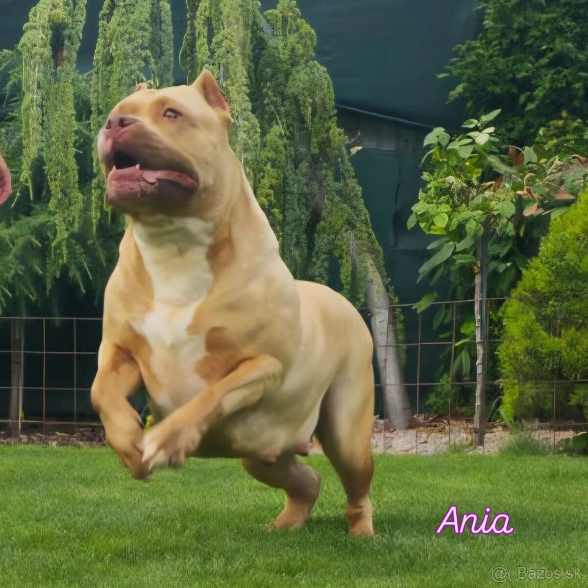 American bully - 7