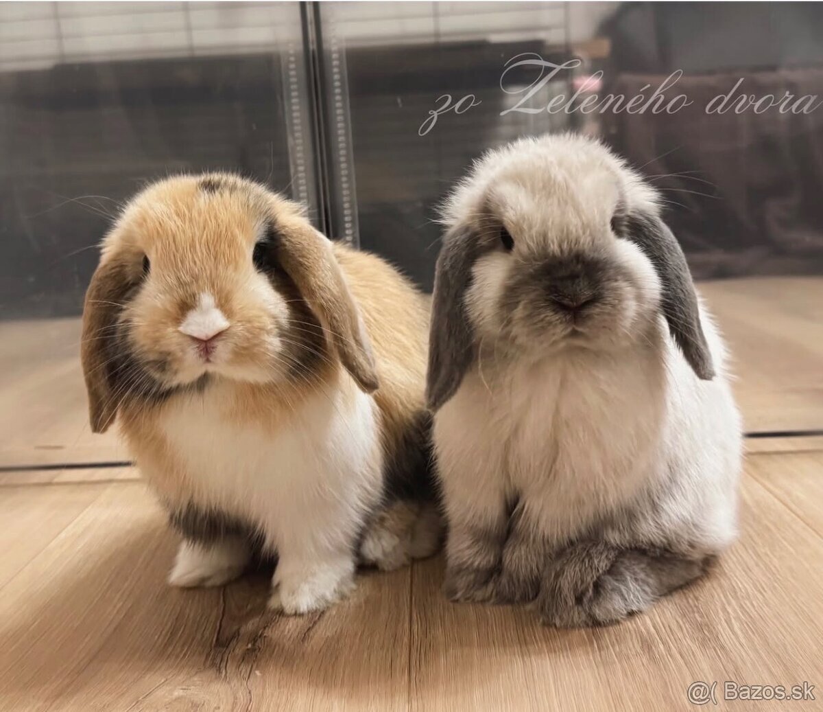🧡🐰 minilop zakrslý králik 🍁🍂 - 7