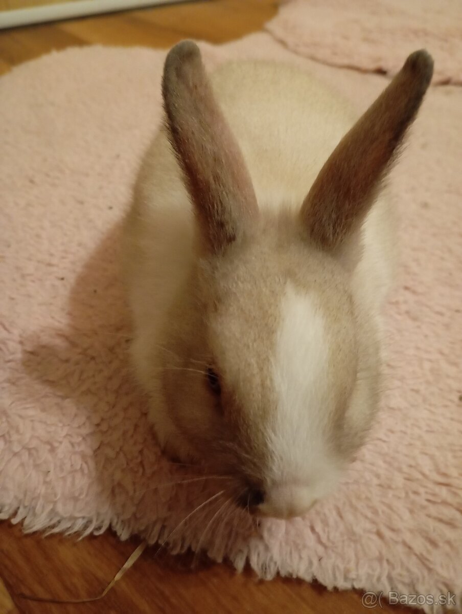 Zakrsly králik na predaj - 7