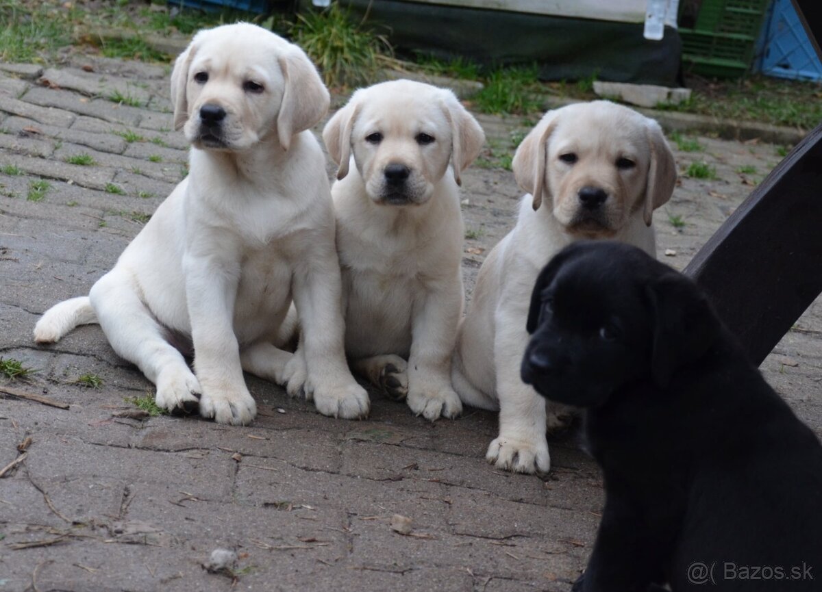 Labrador retriever šteniatka s PP - 7