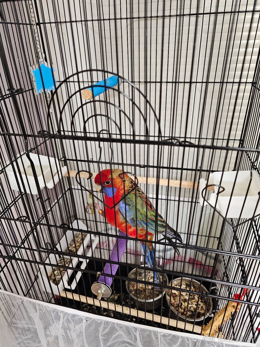 Samec rozela penant - 7