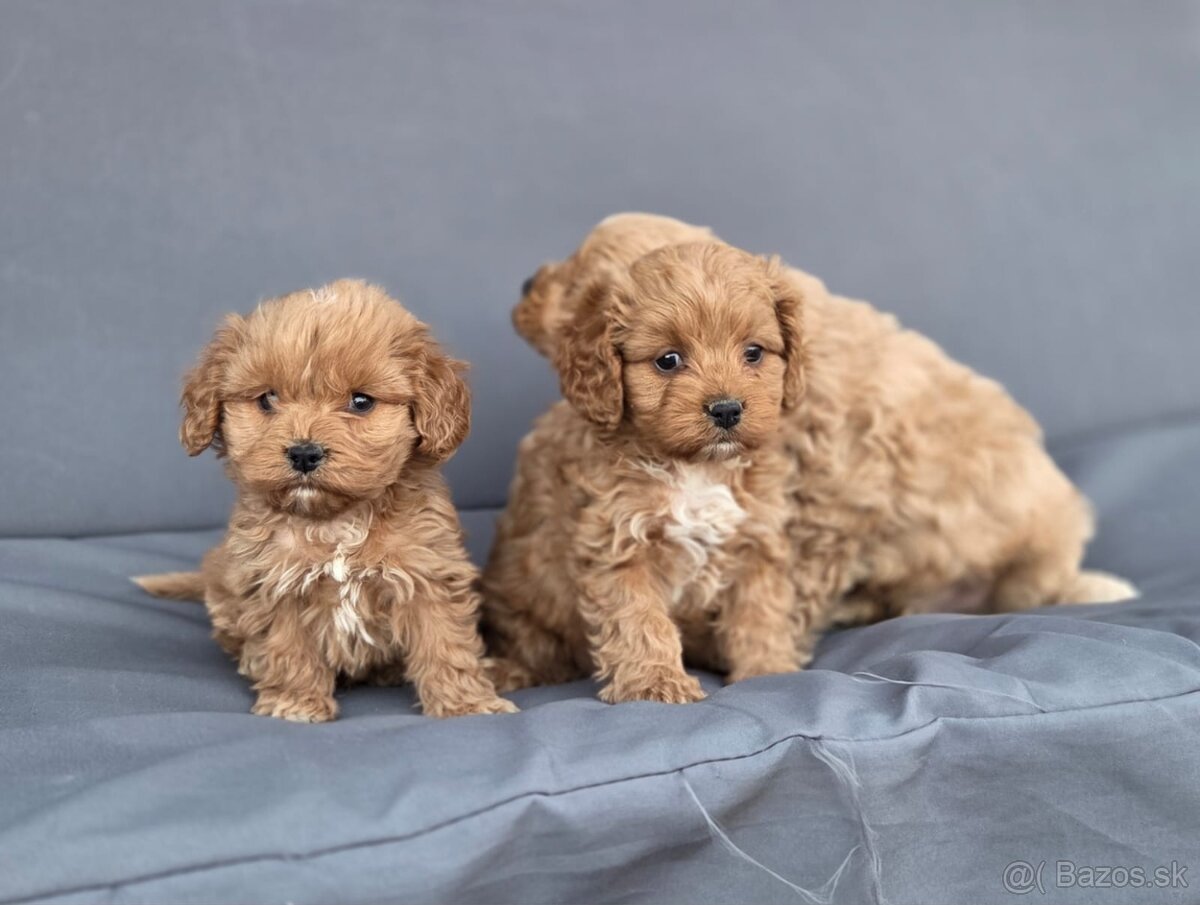 Cavapoo - 7