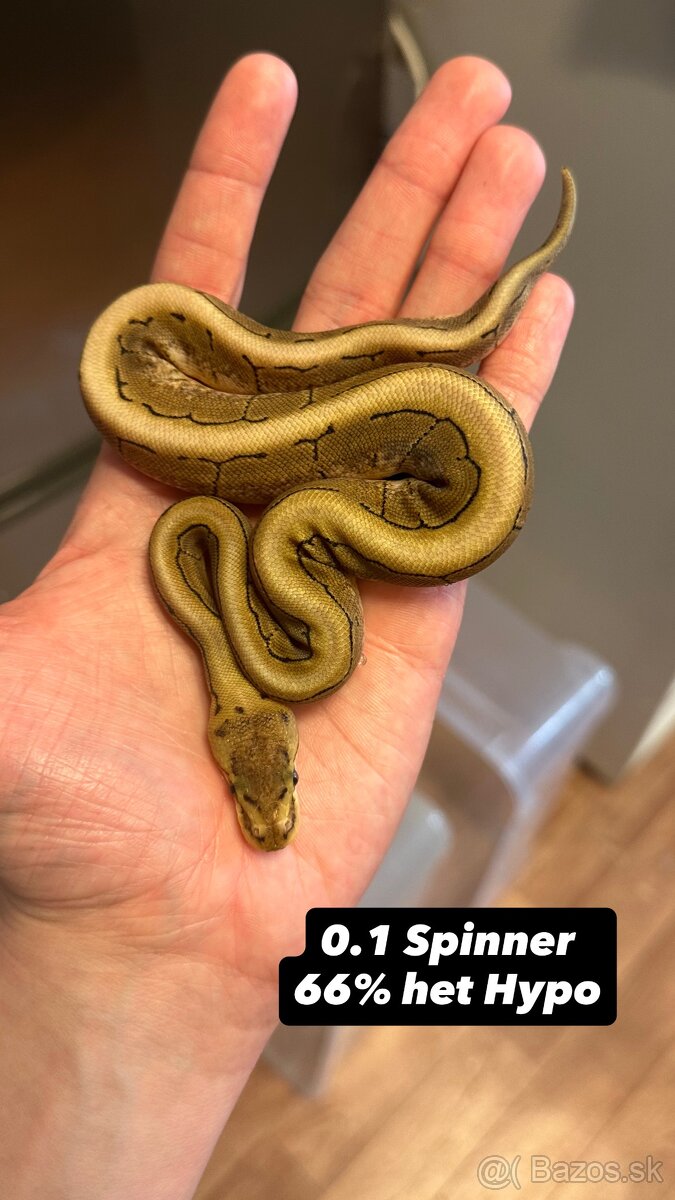 Pytóny Kráľovské - 7