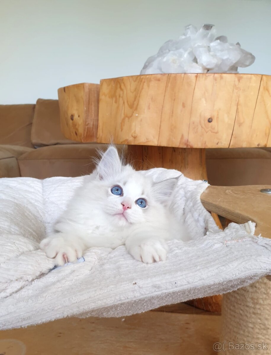 Ragdoll koťátko do chovu s PP - 7