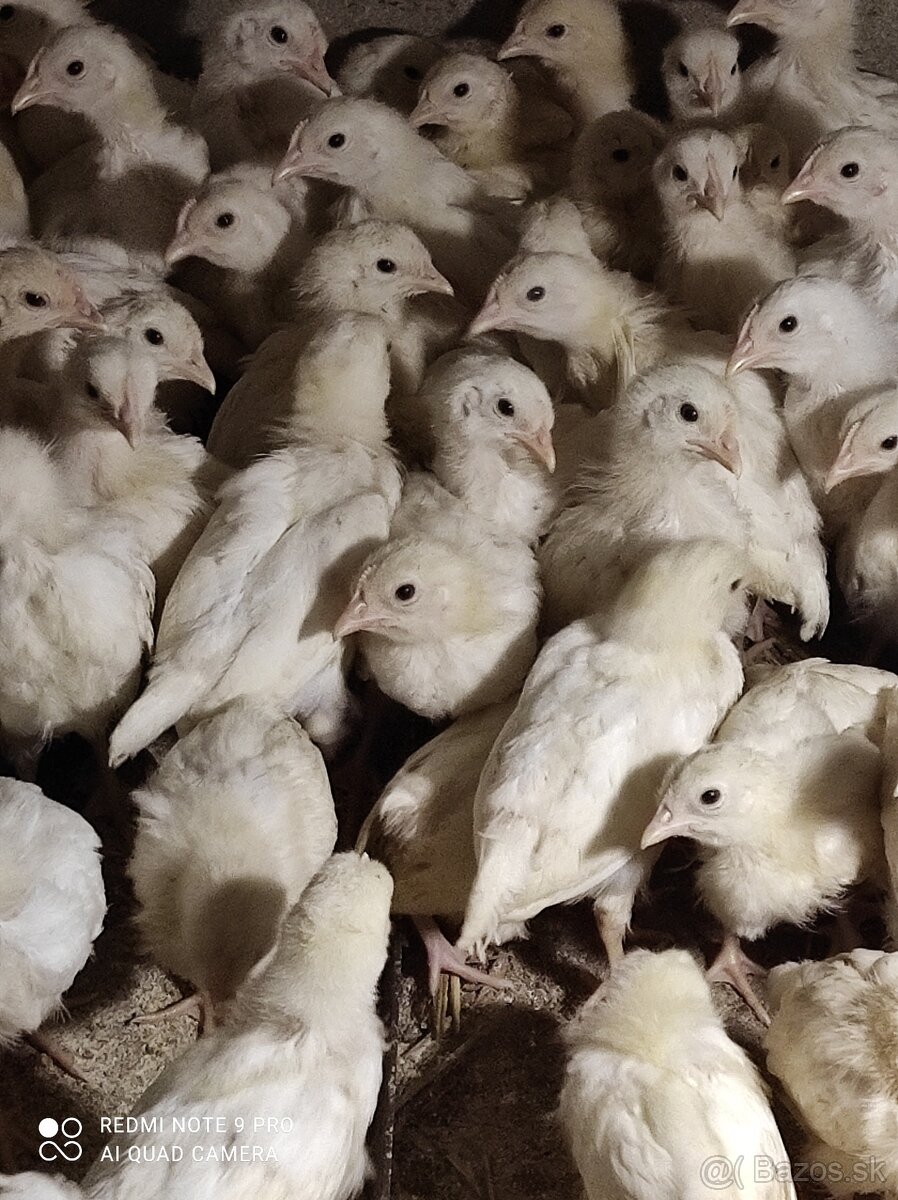 Kuričky, Kalimero - 7