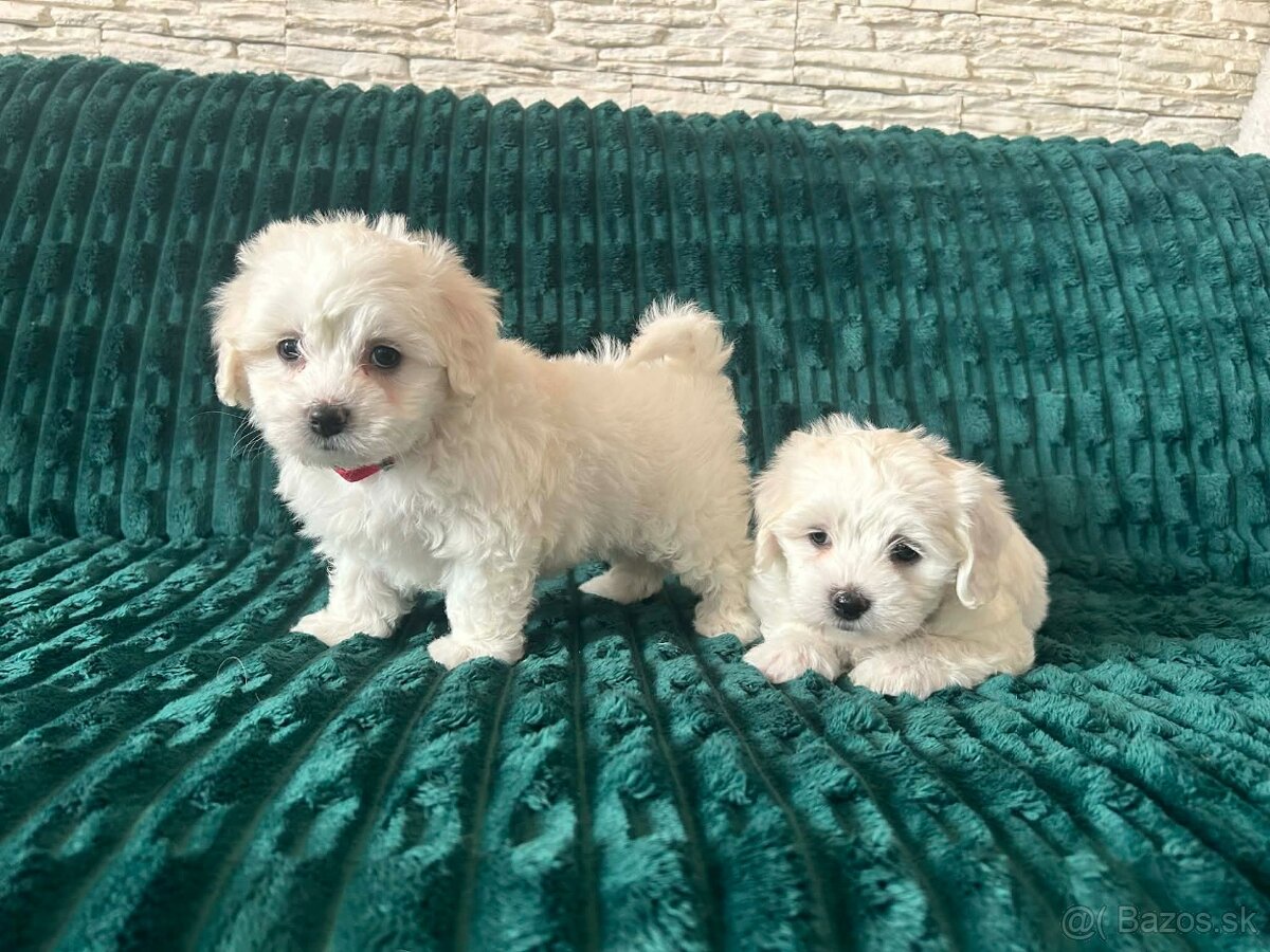 Čisto krvny maltezak - 7