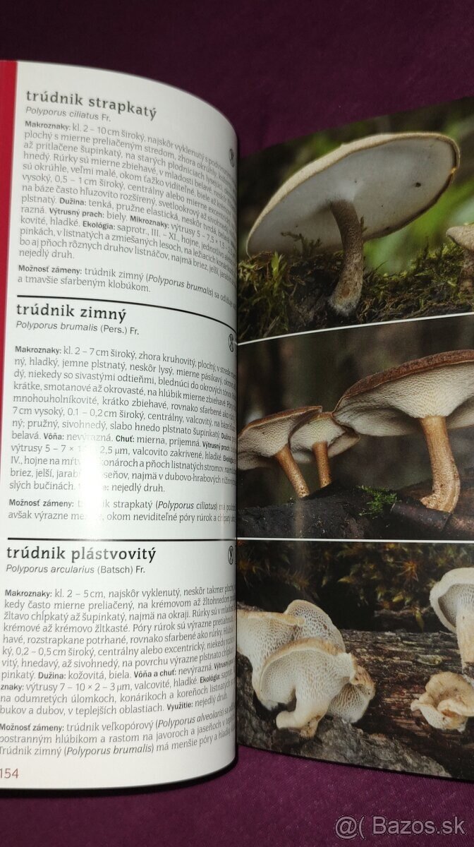 1000 slovenských a českých húb - 7