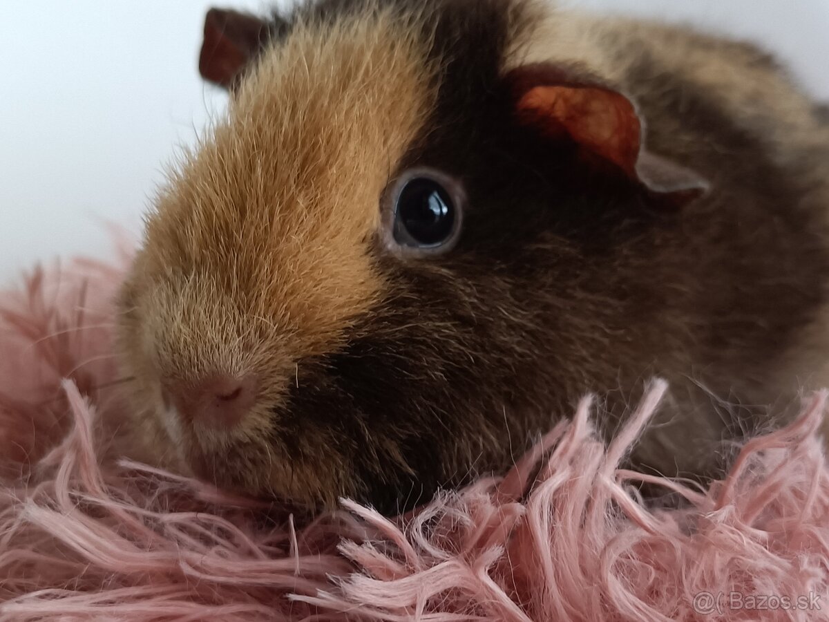 Morčatá Us Teddy - 7