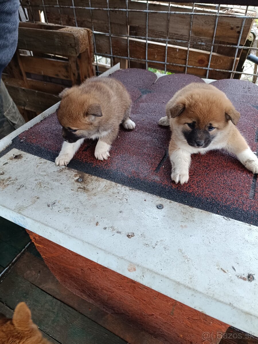 Šteniatka shiba inu - 7