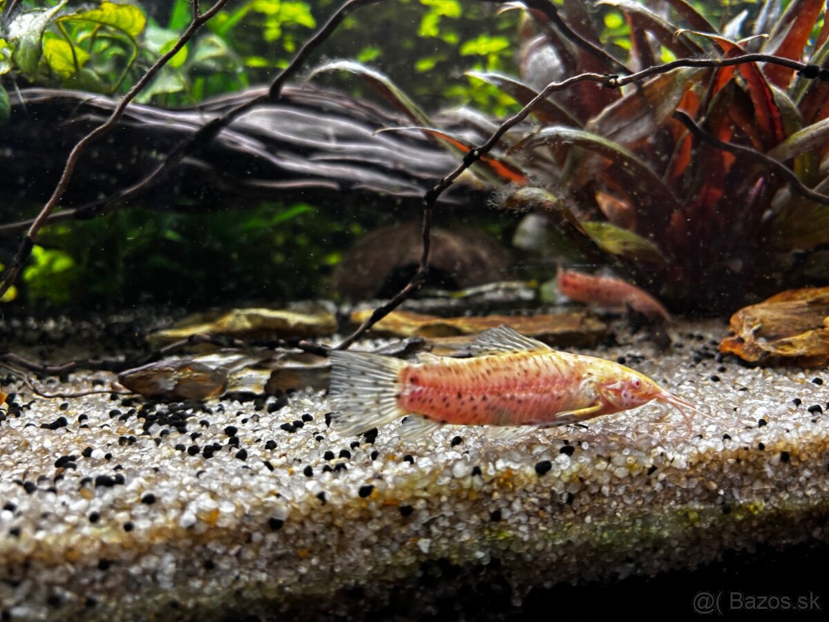 Rybyčky - akvaristika - 7