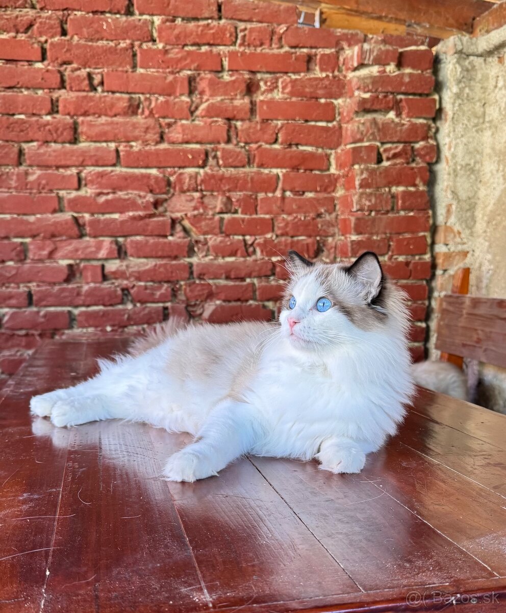 Ragdoll mačiatka s rodokmeňom, s PP FIFE - 7